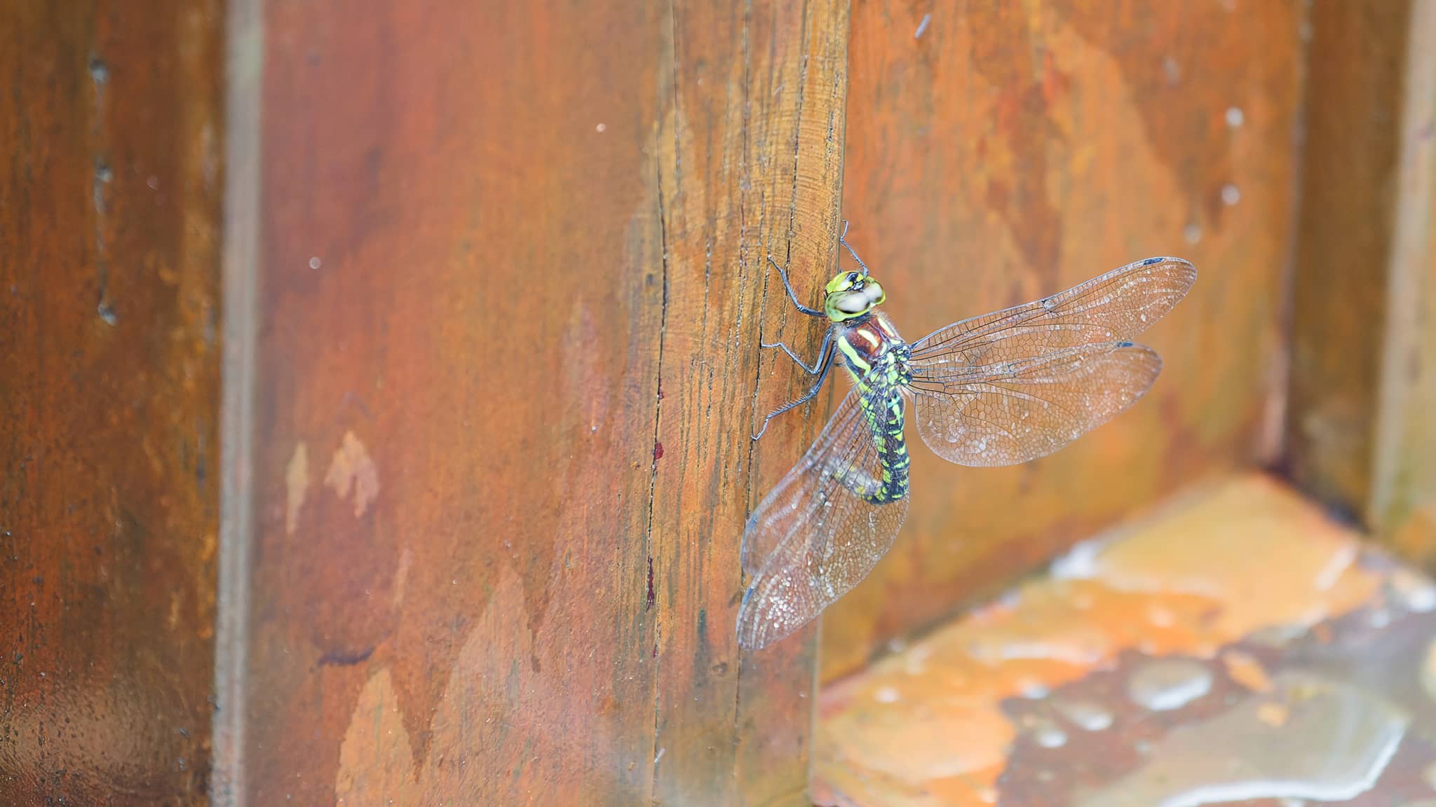 05 - Alishan (63).jpg